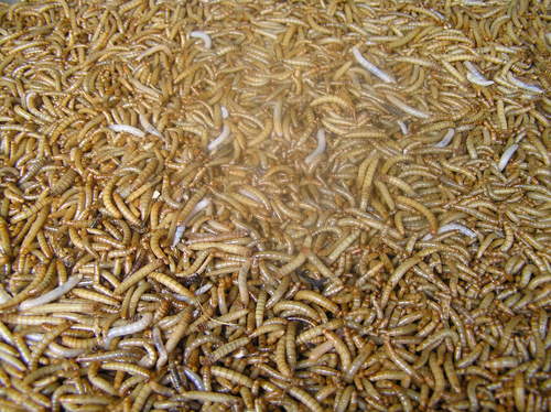 2005_indonesiatrip_034_2